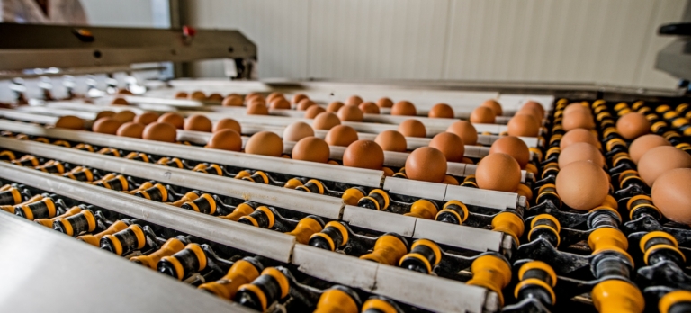 Evaluation of Dry Hydrogen Peroxide Application in a Single Stage Hatchery on Eggshell Microbial Loads and Efficacy When Compared to Formaldehyde