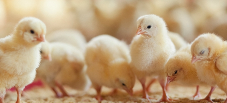 Utilizing Dry Hydrogen Peroxide as a Replacement for Formaldehyde in Commercial Poultry Hatcheries