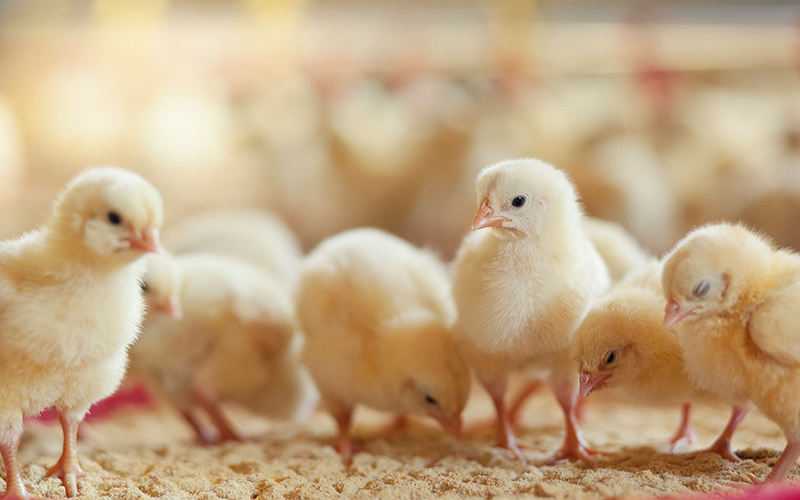Revolutionizing Poultry Hatchery Sanitation with DHP®