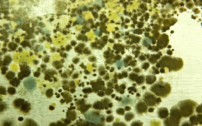 A Guide to Mold Types and Symptoms Stemming From Each Mold Type