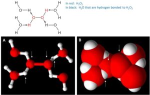 Images representing fully hydrated H2O2.  Upper Image:  Chemical structure showing the H2O2 molecules (in red) forming hydrogen bonds with four different H2O molecules (black).  (A):  ball and stick representation of the same structure with white arrows pointing out the atoms (red being oxygen atoms, and white being hydrogen atoms) of H2O2.  (B):  space filled model representation of H2O2 that has been fully hydrated.