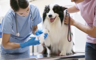 The Importance of Indoor Air Quality in Veterinary Clinics