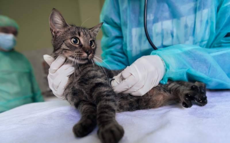 Cat Getting Examined at Veterinary Clinic