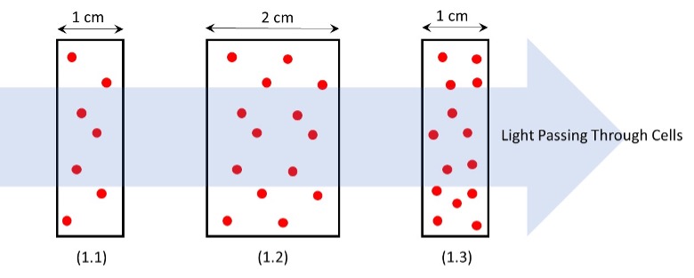 Figure 1: Light passing through spectrophotometric cells of various thicknesses (b) and having different concentrations of H2O2 (C). (1.1) 1 cm cell with 7 H2O2 molecules: A = 7 molecules/cm. (1.2) 2 cm cell with 14 H2O2 molecules: A = 7 molecules/cm. (1.3) 1 cm cell with 14 H2O2 molecules: A = 14 molecules/cm.