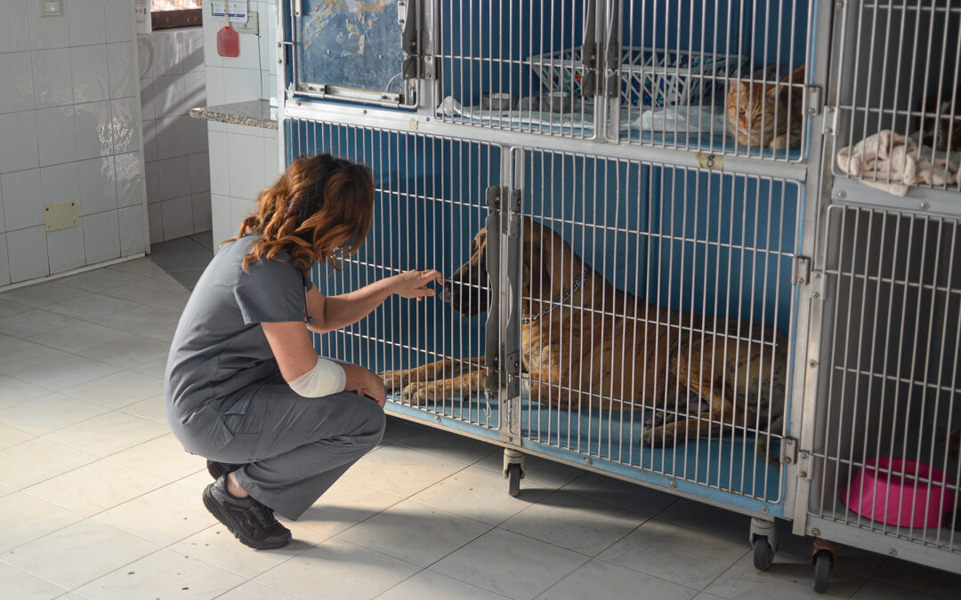 Healthier Animals Through Better Indoor Air Quality in Boarding Facilities