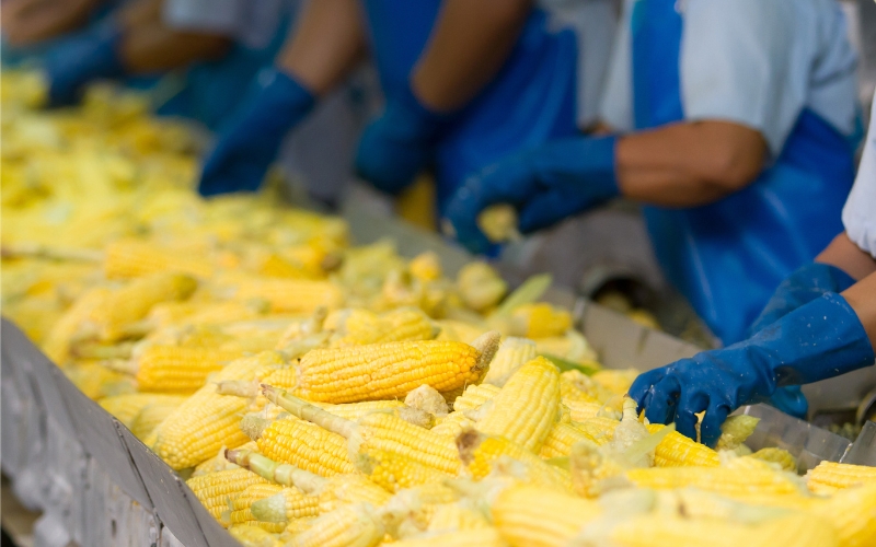 A food processing plant featuring ears of corn with workers wearing gloves to mitigate risk of foodborne illness.