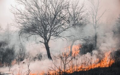 Wildfire Smoke and Its Impact on the Food Processing Industry