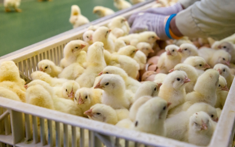 EPA Formaldehyde Findings: Chickens in Hatchery