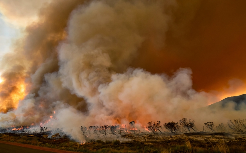 Wildfire smoke has a big impact on the food processing industry