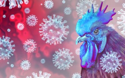 The Bird Flu Outbreak and What it Means for Indoor Air Safety