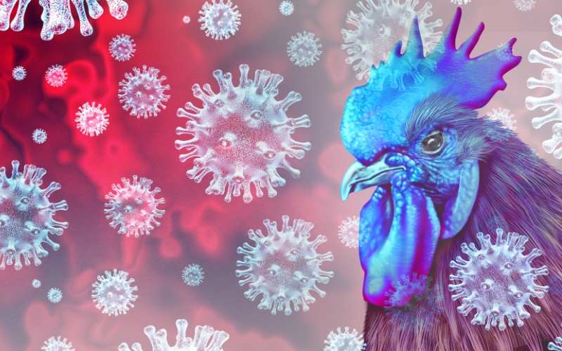 The Bird Flu Outbreak and What it Means for Indoor Air Safety