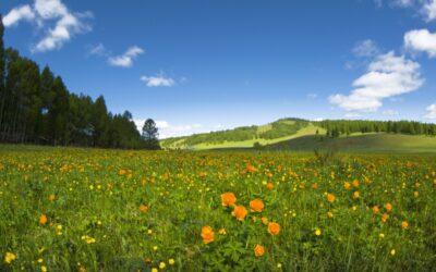 Spring and Indoor Air Quality