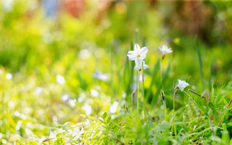 Flowers in a field in spring, impacting indoor air quality