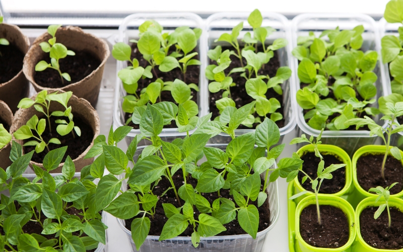 Herbs grown indoors