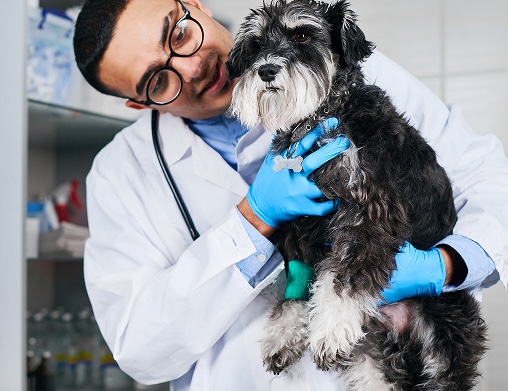 Animal Health Webinar!