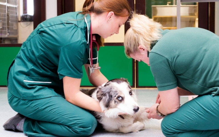Why Indoor Air Quality Matters in Veterinary Clinics: A Real-World Case Study