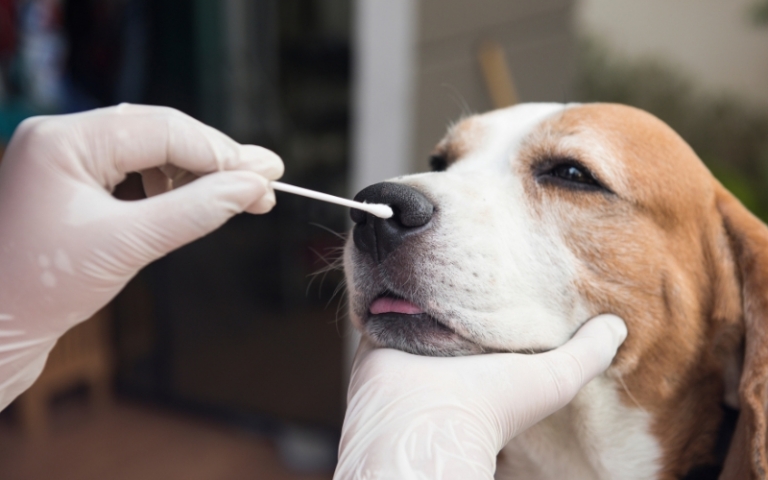 The Dog Flu is Back (Again)