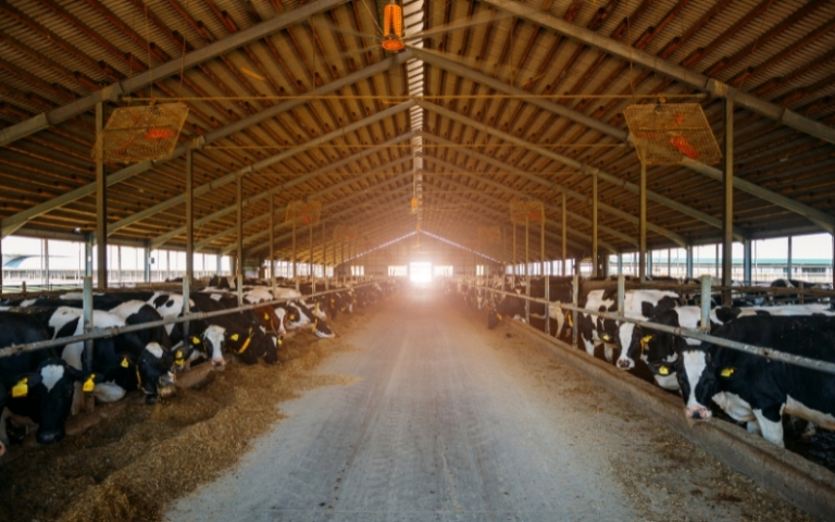 Seasonal Pathogens in Livestock Production: IAQ Strategies for Peak Disease Times