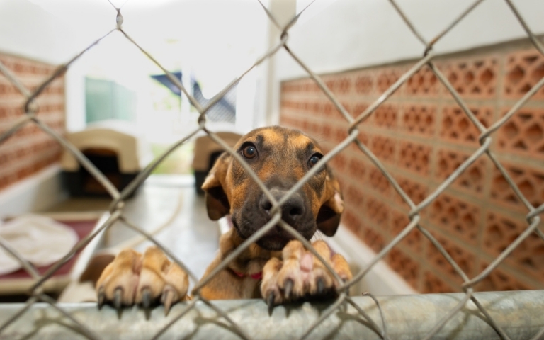 The Role of Indoor Air Quality in Preventing Zoonotic Diseases in Animal Shelters