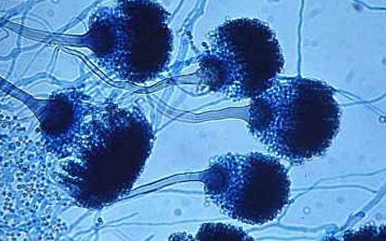 The Impact of Mold on Indoor Air Quality