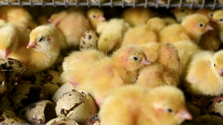 Synexis DHP® Technology — Transforming Poultry Biosecurity (esp)