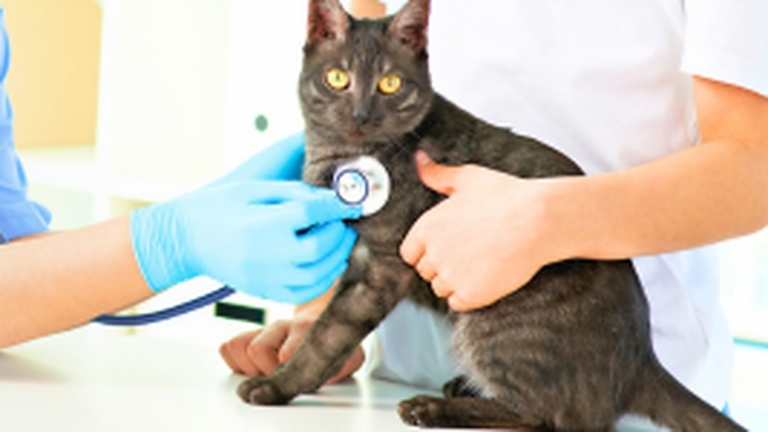 Dry Hydrogen Peroxide – A Novel Addition to Biosecurity for Your Practice