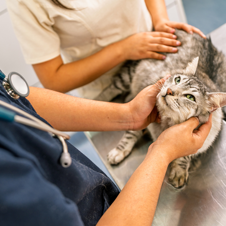 American College of Veterinary Surgeons Summit (ACVS) – Booth #209