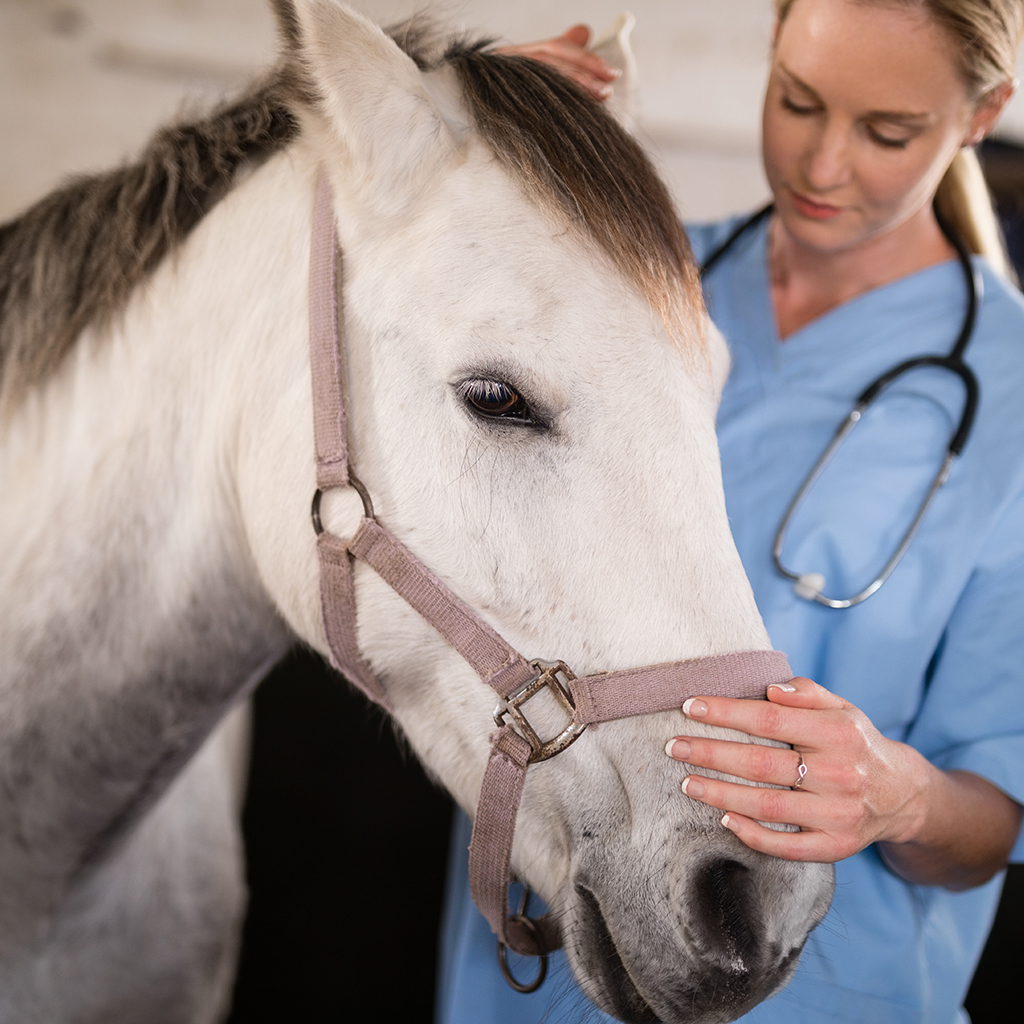NAEP – Equine Practioners Conference – Booth #24