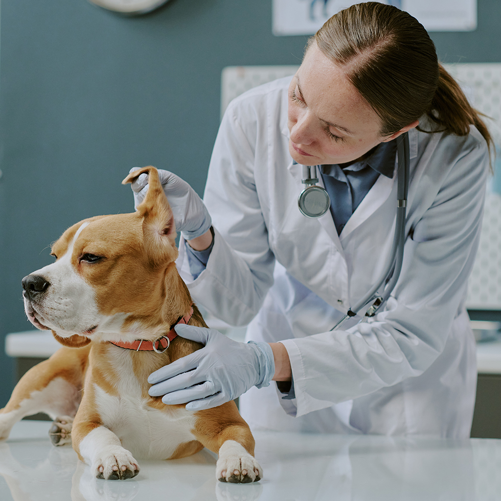 Synexis, LLC and Penn Veterinary Supply Collaborate to offer DHP® Technology Across Animal Health Facilities Nationwide