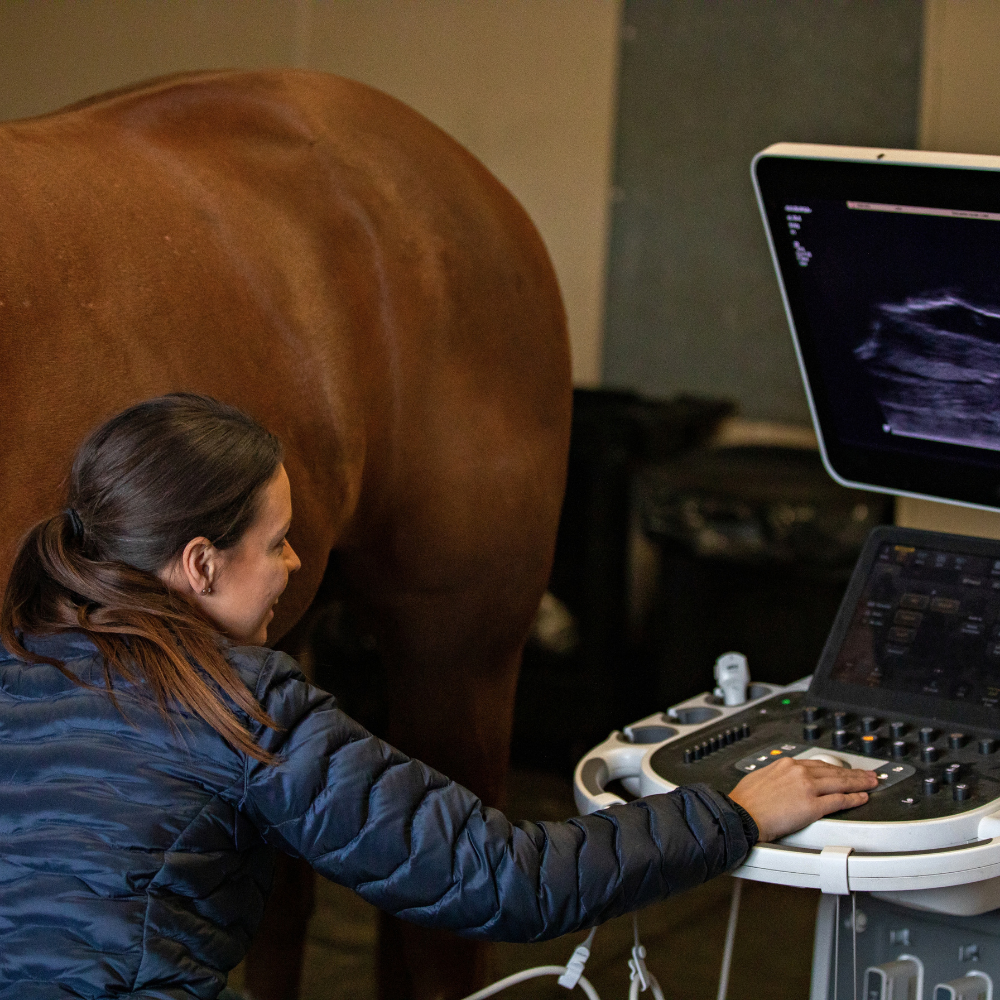 Running ‘S’ Equine Hospital