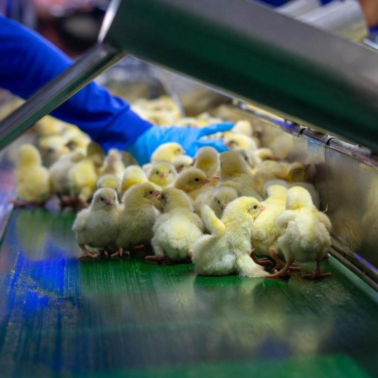 Proactive, Continuous Pathogen Control Technology to Improve Poultry Operations